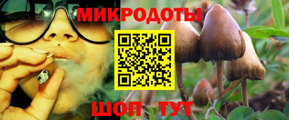 Псилоцибиновые грибы мицелий Ставрополь